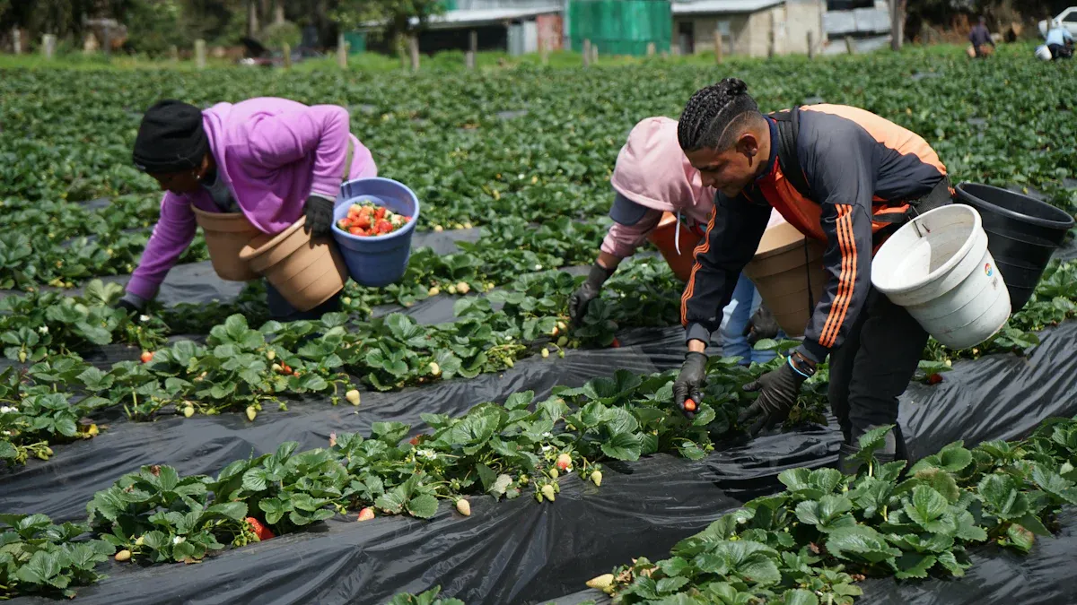 Crop Productivity