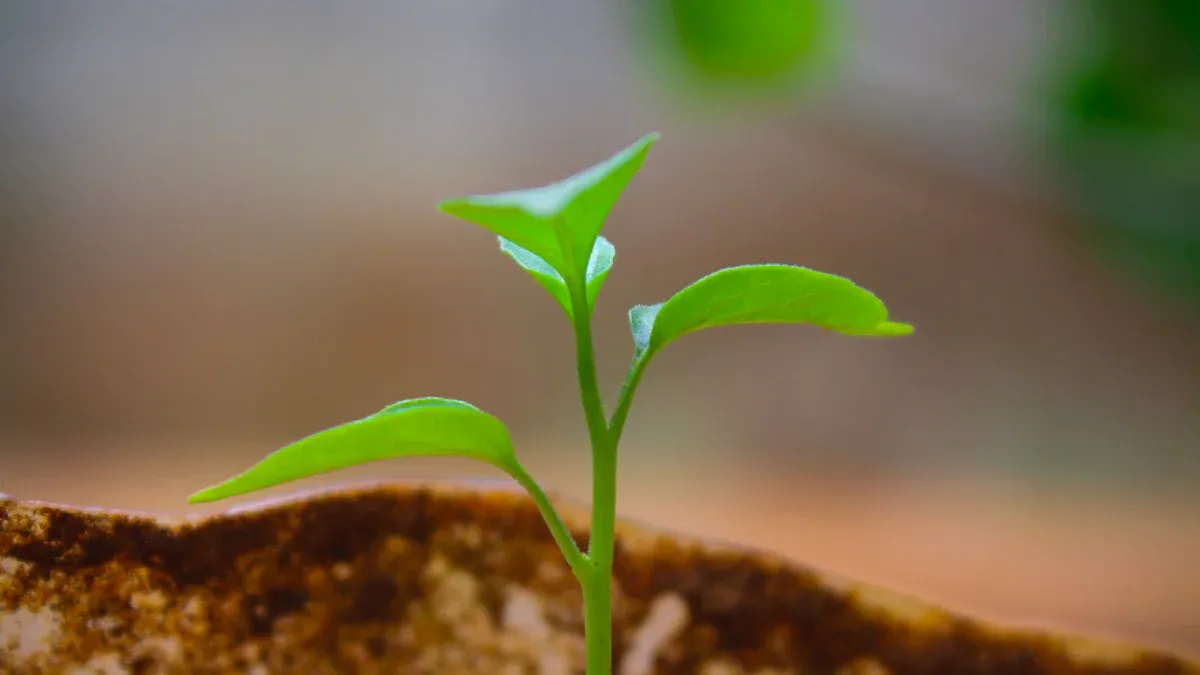 Top 10 Plants That Love Humic Acid for Healthier Growth