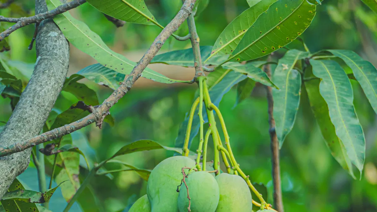 Selecci&oacute;n y clasificaci&oacute;n
