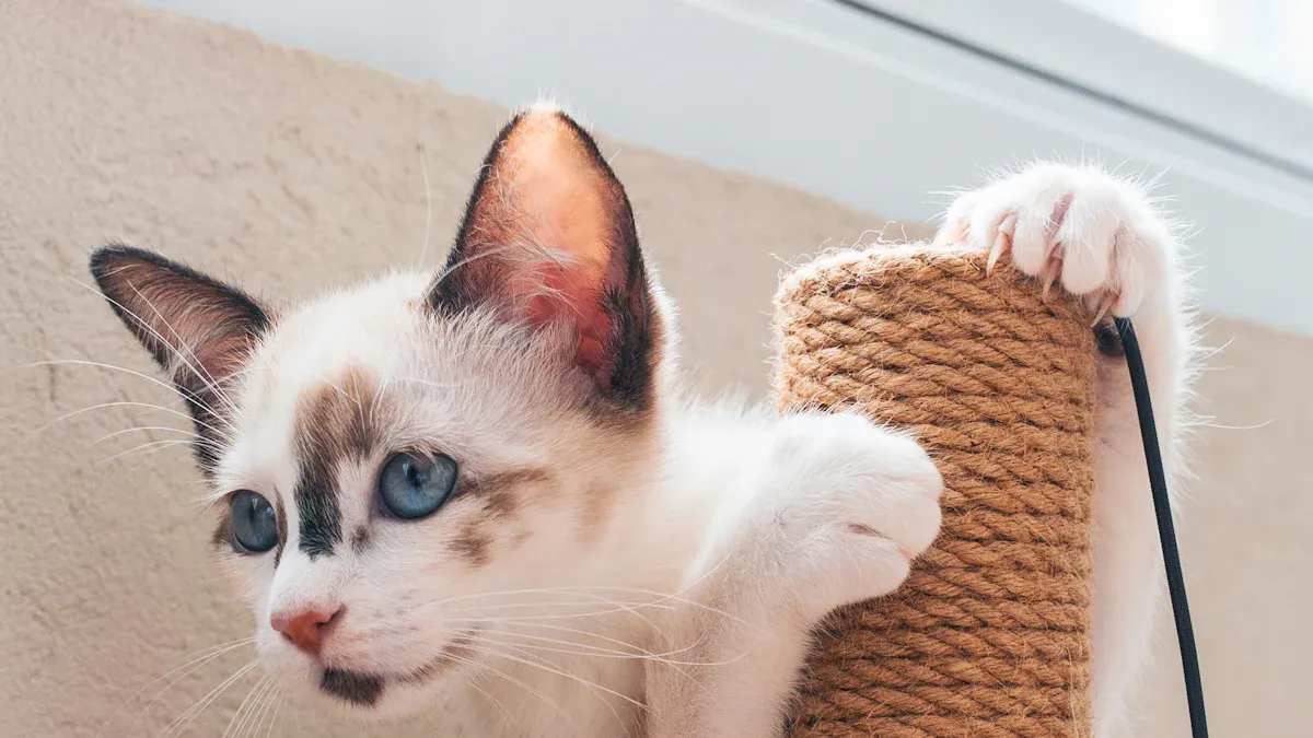 Tips for Introducing a Scratching Post