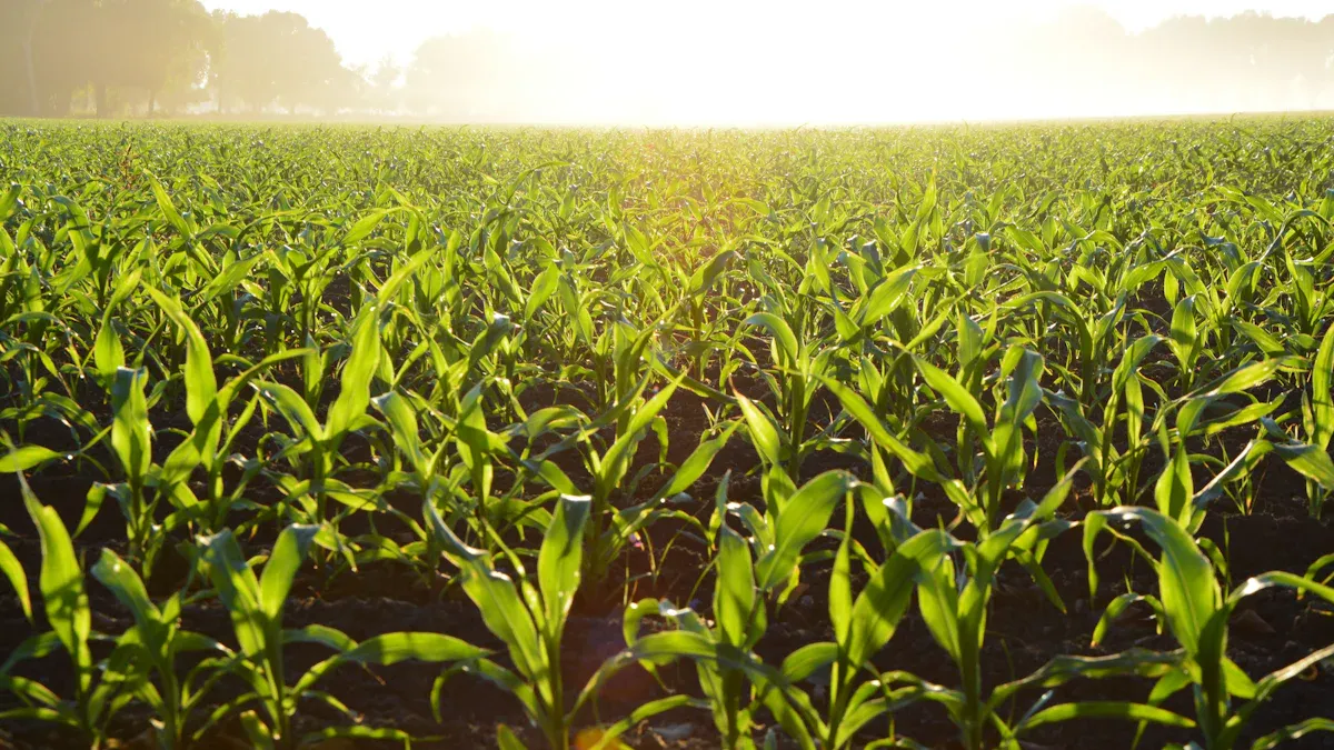 Build a Strong Online Presence for Your e-Farming Business