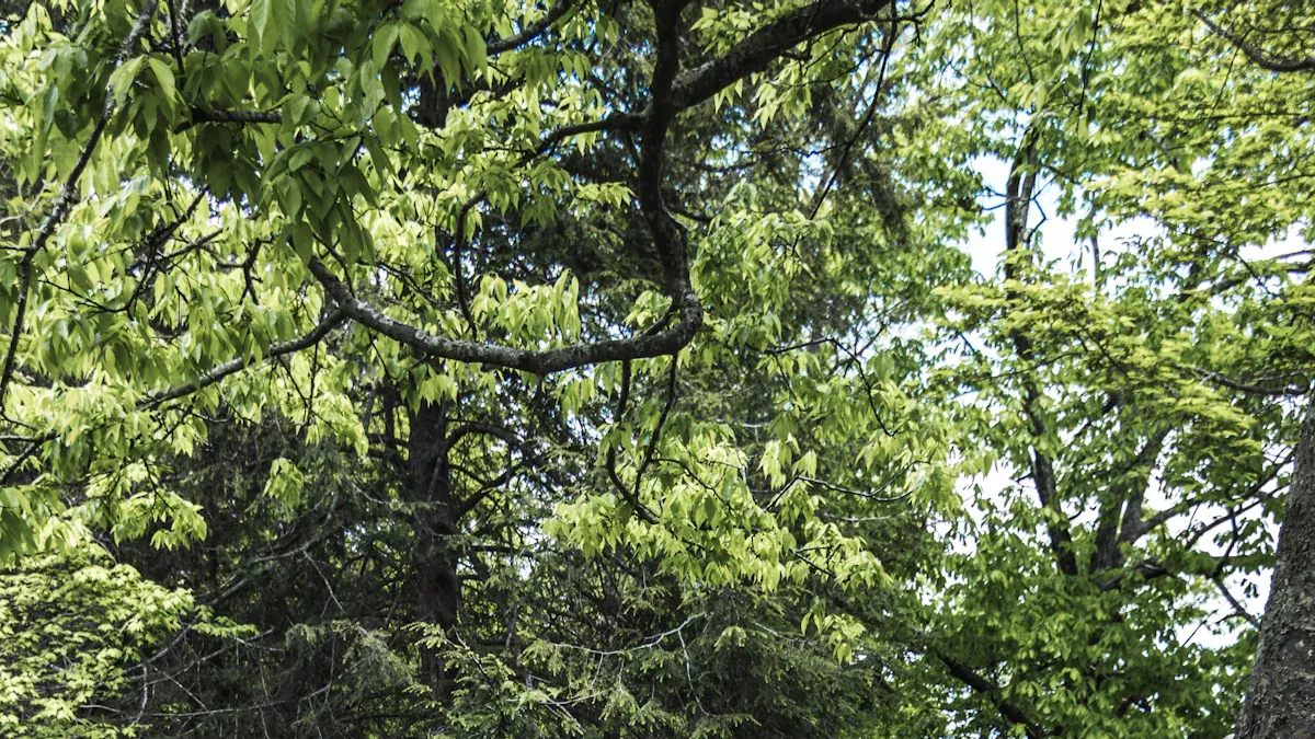Living in Harmony with Nature: Taoist Principles