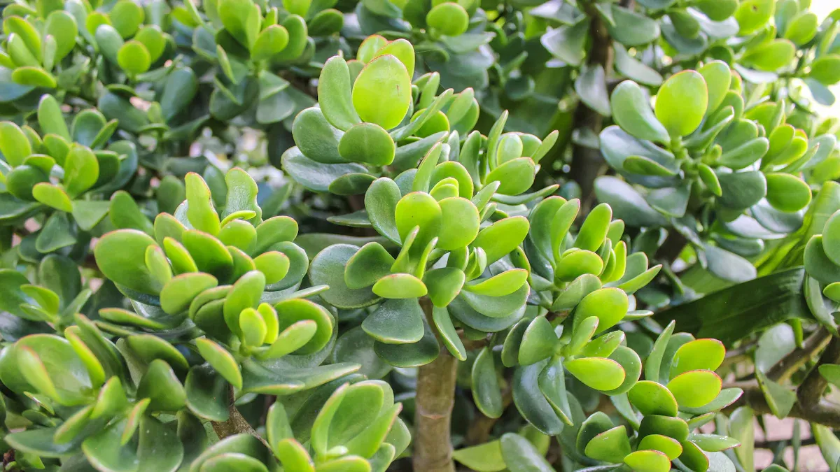 Top Money Plants in Feng Shui for Wealth and Prosperity