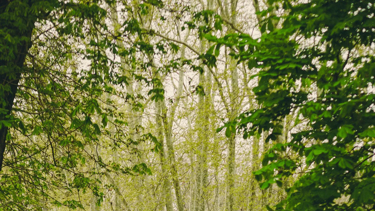 Mindfulness Practices in Nature