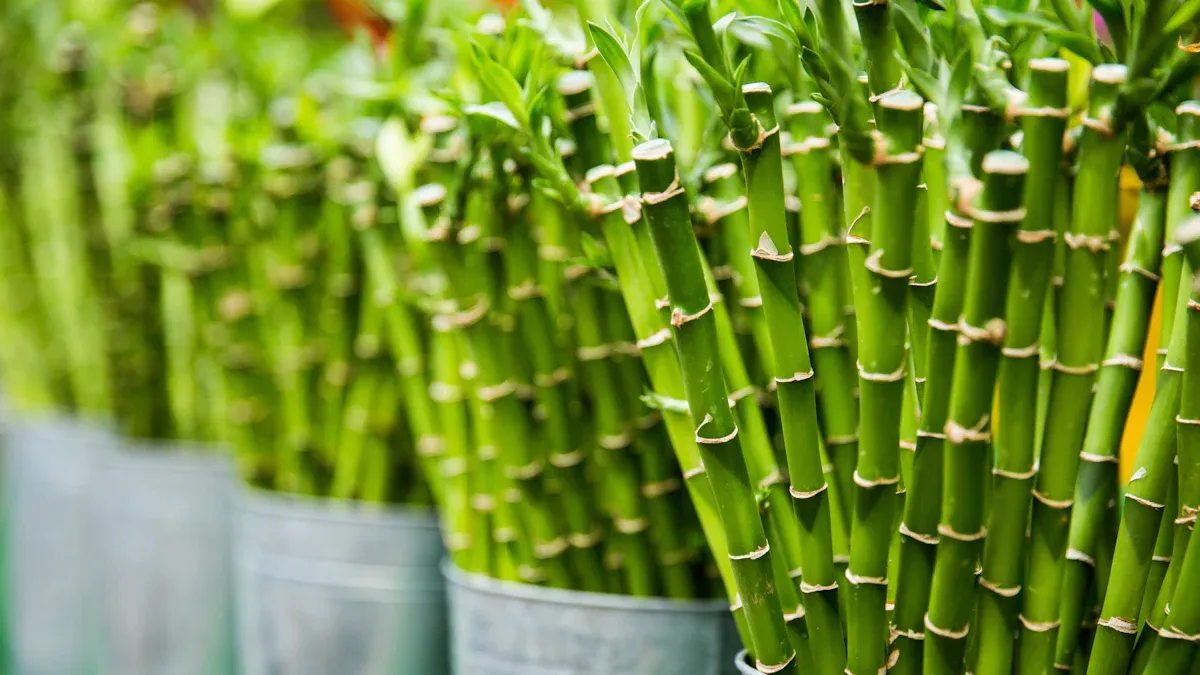 Top Feng Shui Money Plants