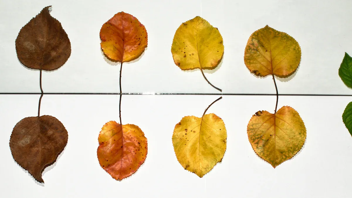 Taoism View Death as Transformation