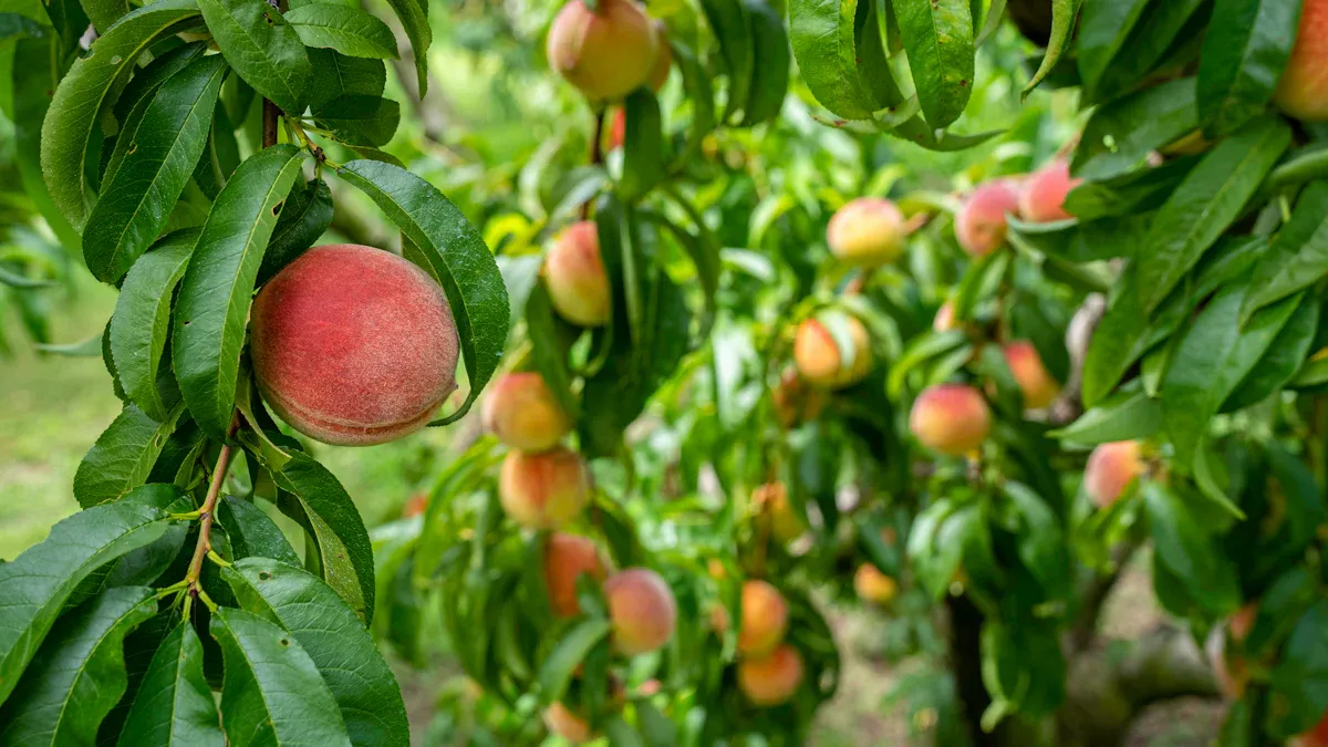 Peach Tree of Immortality in Taoism