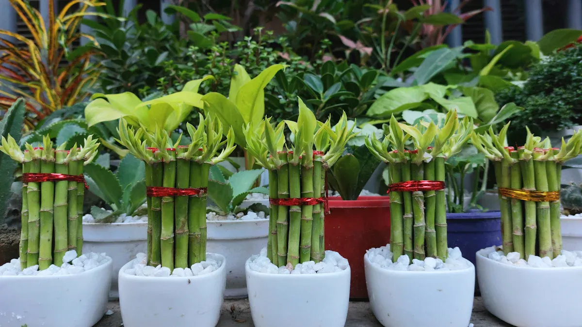 Lucky Bamboo Stalk Numbers