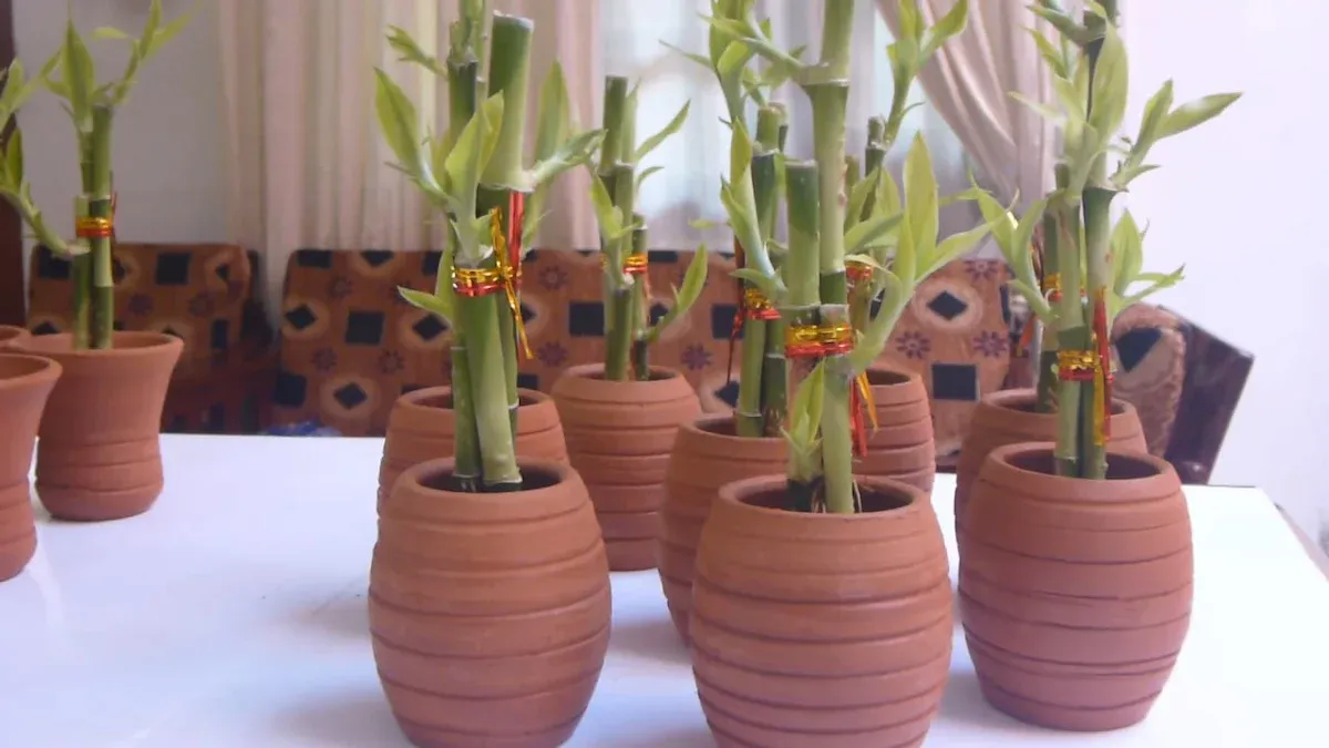 Dead or Fake Plants