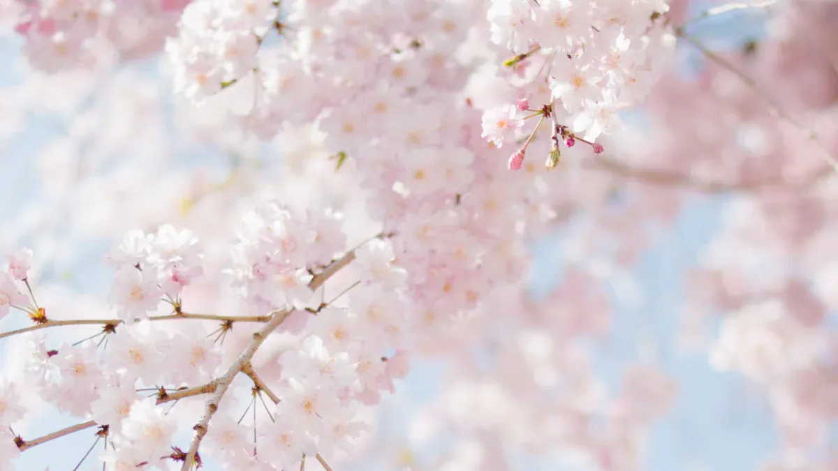 What Is the Second Spring?