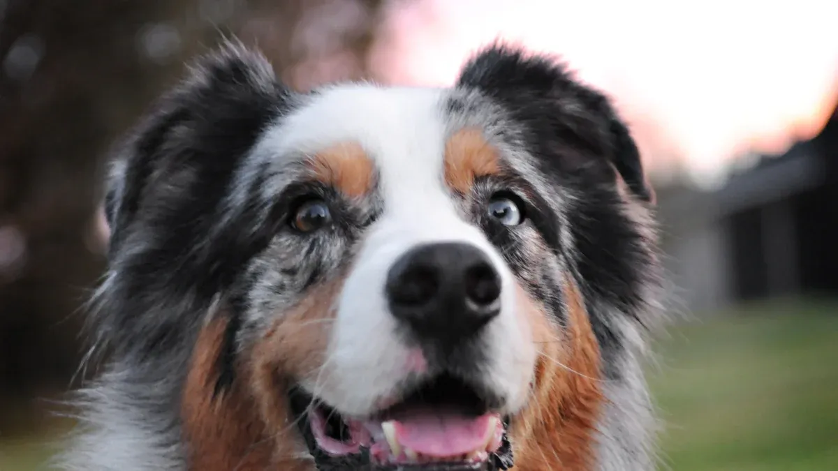 Remove Dog Urine Smell