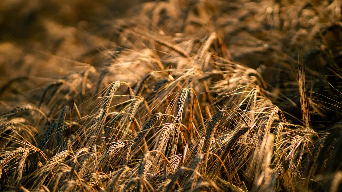 Why the Right Grain Dryer Matters