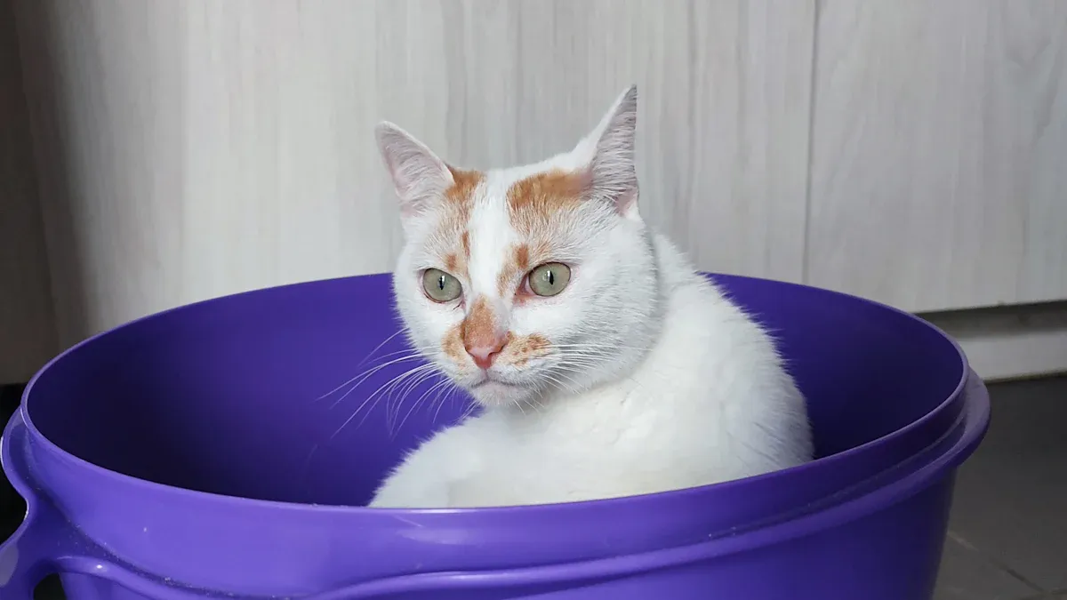 Top Cat Owner Kits You Need for a Happy Feline
