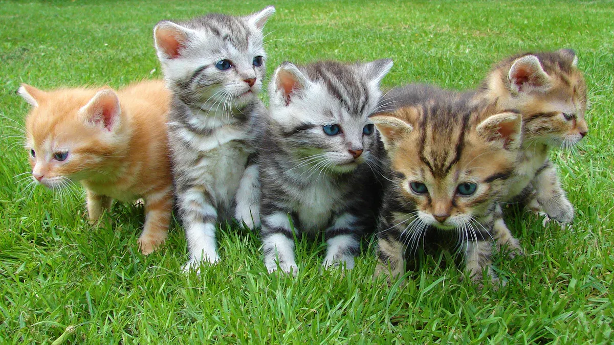 Choosing the Right Cat Starter Kit for Your Feline Friend