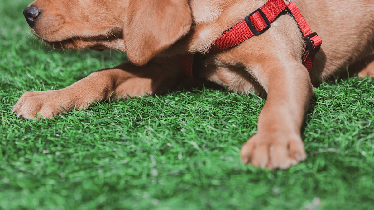 Checking brace alignment on a dog's hind leg before securing straps