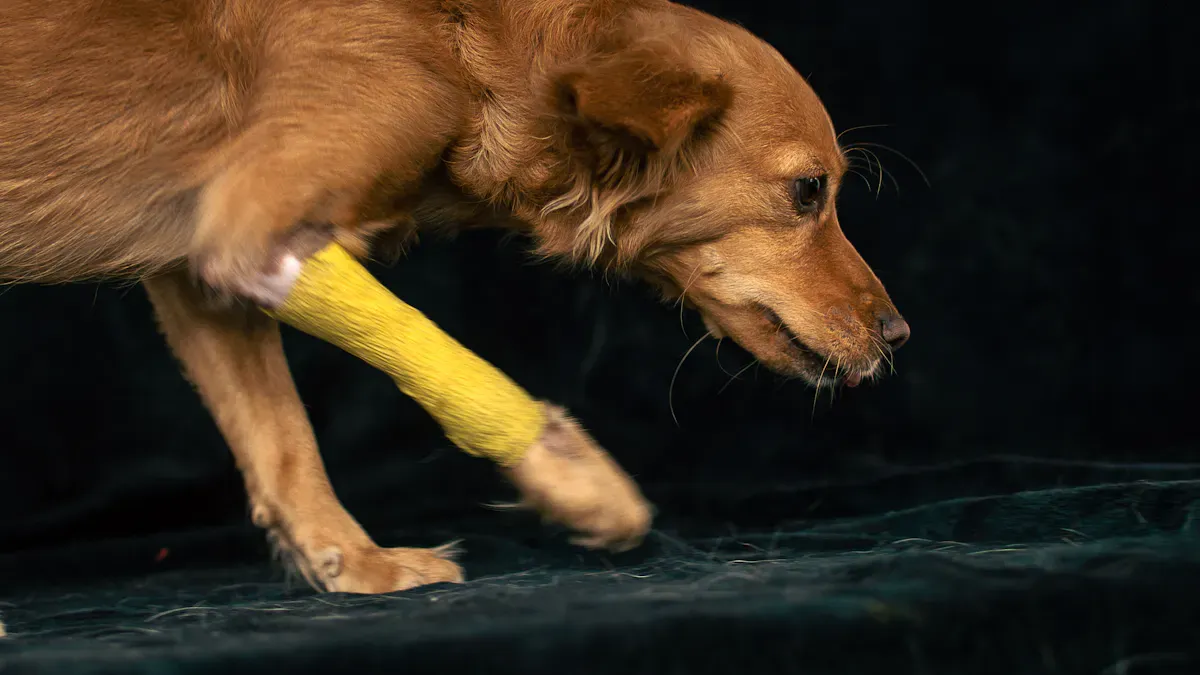 Dog resting without a brace showing normal leg position for comparison