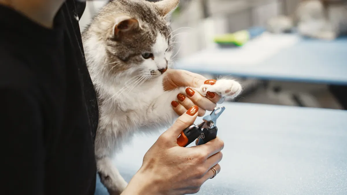Pet brace compliance documents, labeling files, and product records