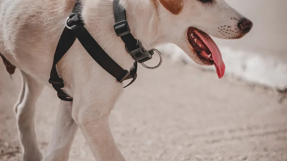 Close-up of lift harness webbing, stitching, and load-bearing hardware