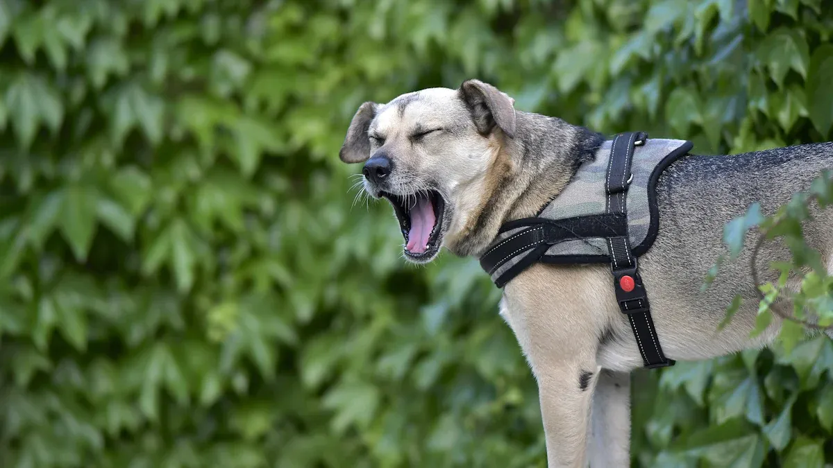Different senior dog mobility harness support types compared by coverage area