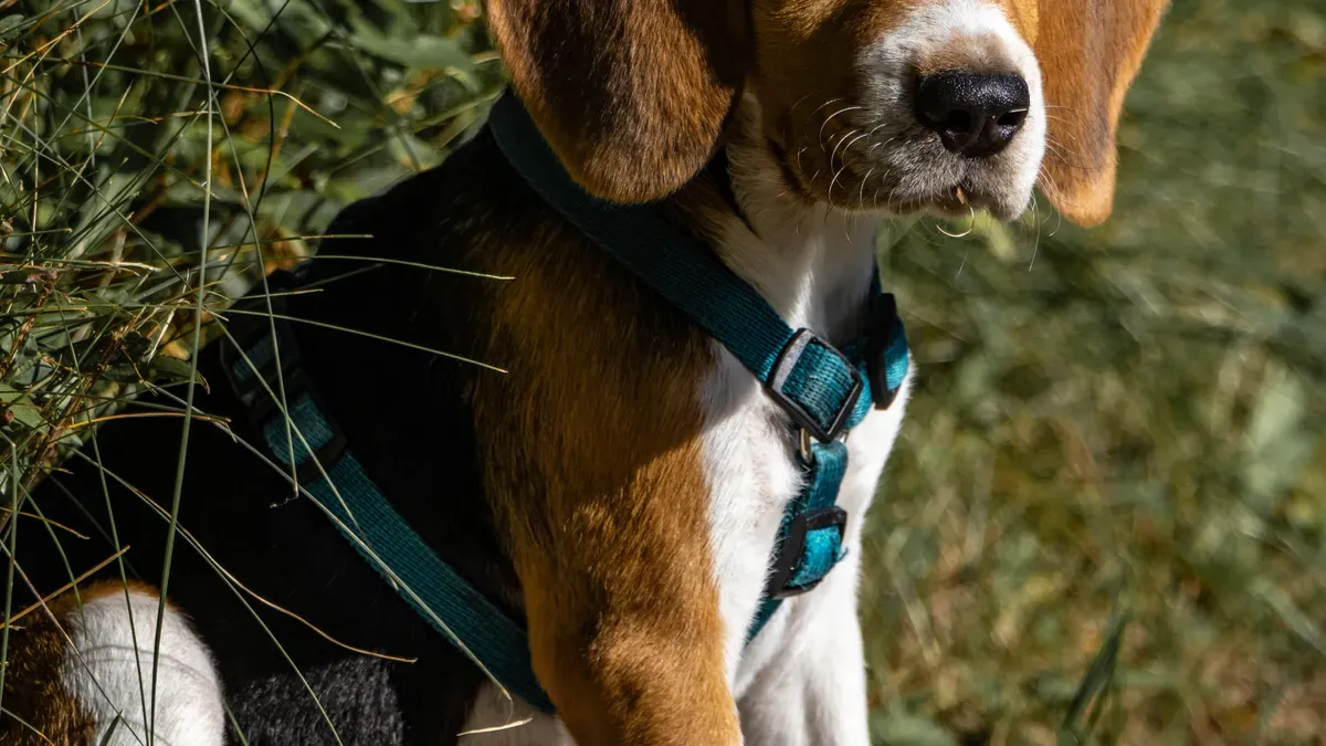 Harness with wide pelvic cradle and contoured rear panel design