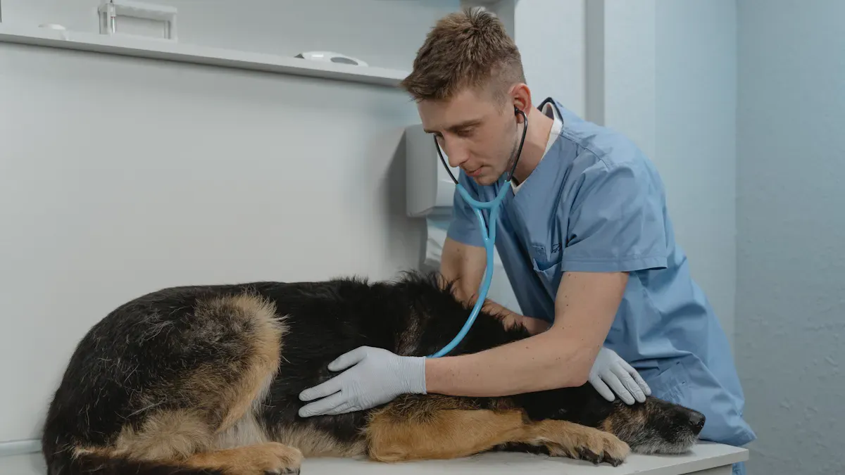 Dog during supervised hip brace fit check on a flat surface