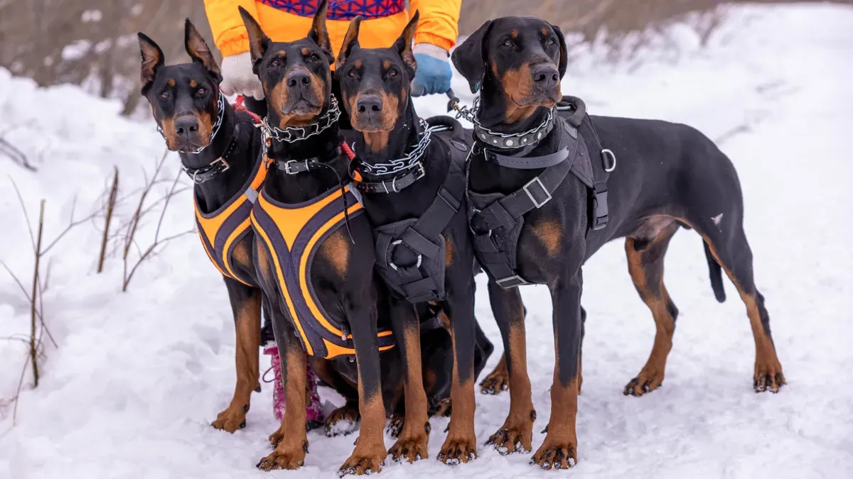Rear-only lift harness failing to control chest position during dog transfer