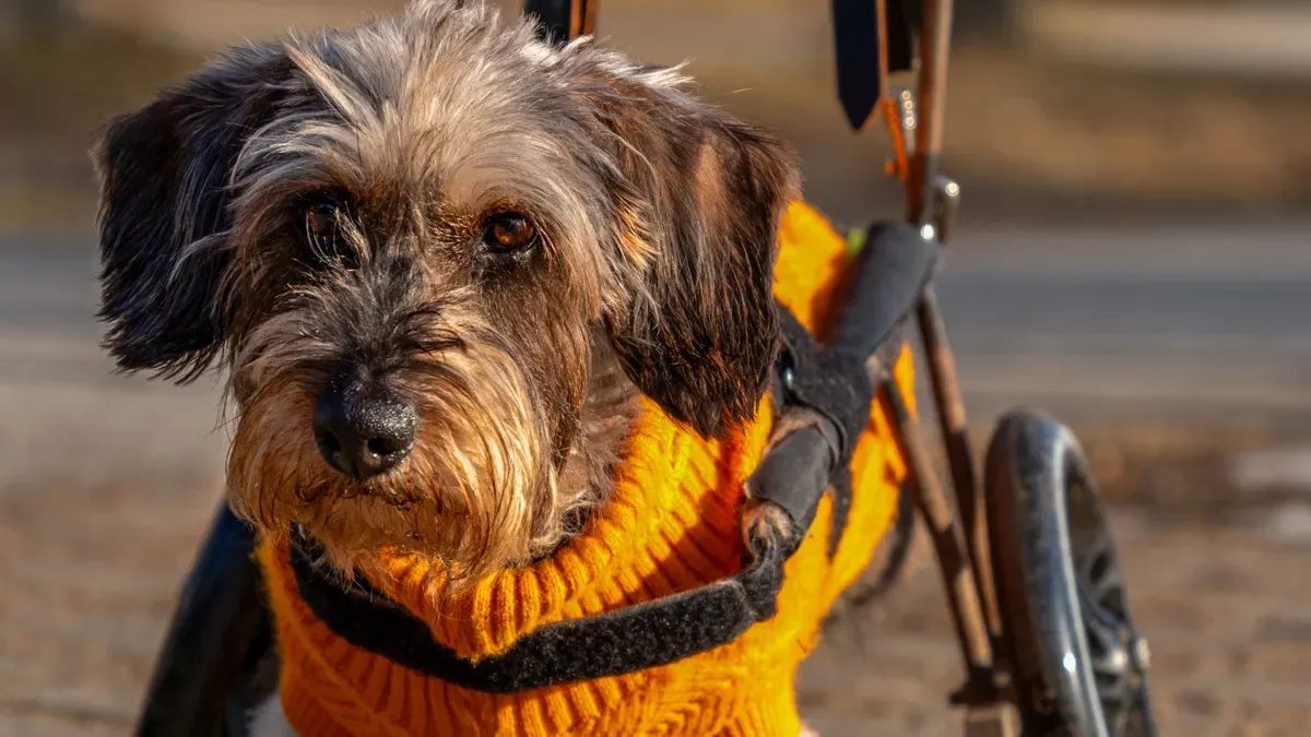 Rear-support harness showing strap adjustment and handle placement for canine hind-leg assistance