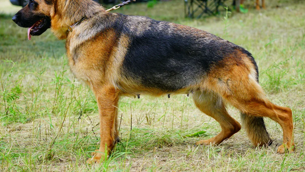 Anatomy of a deep-chested dog showing chest slope relative to elbow position