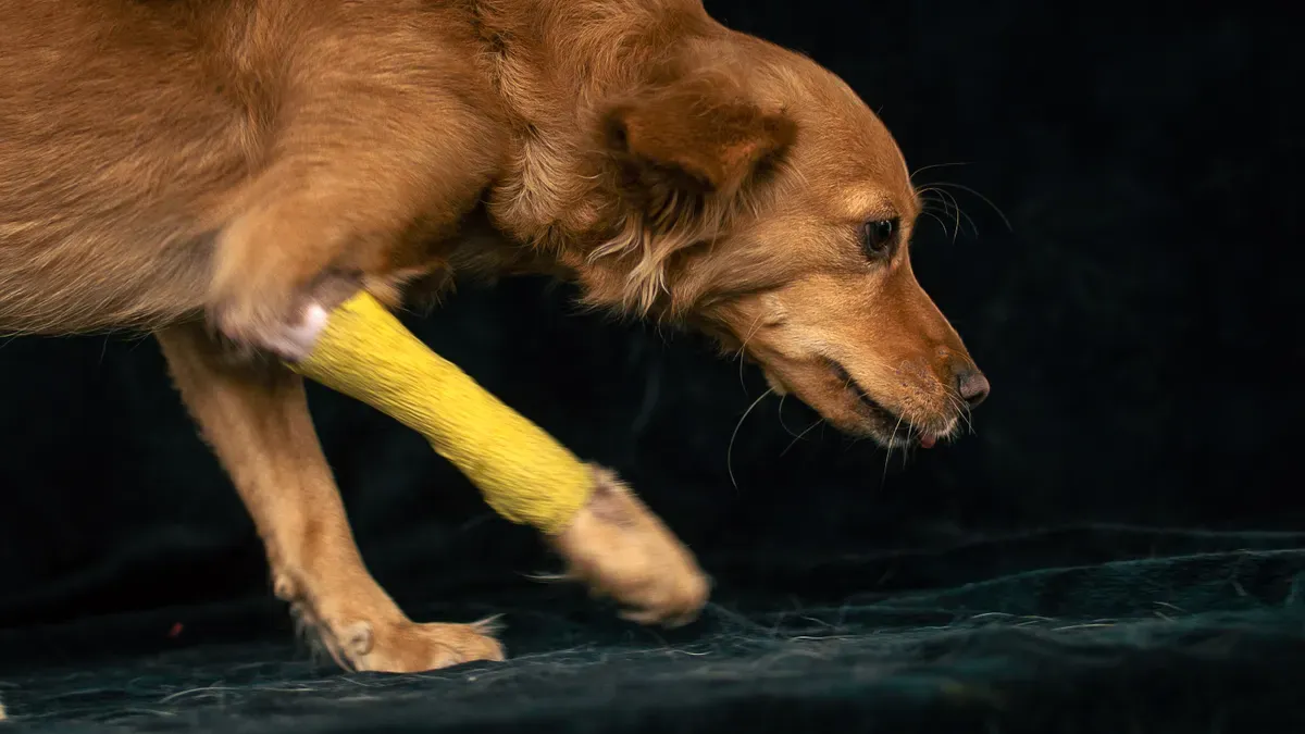 Reviewing dog leg brace fit, skin contact, and strap position during validation