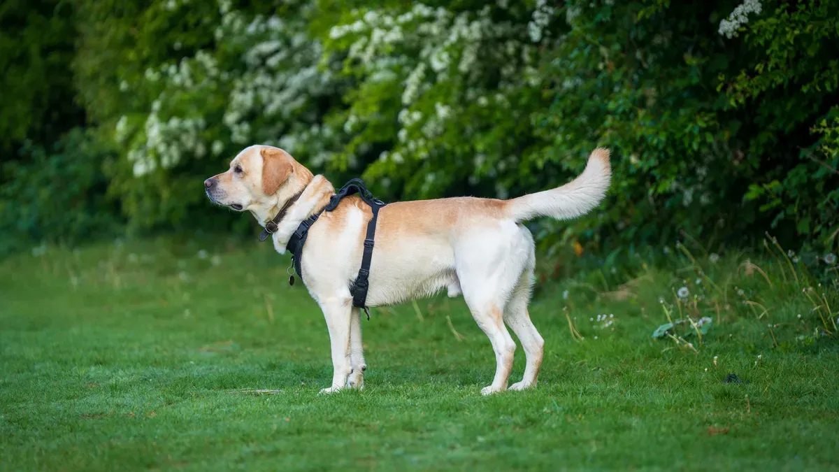 Dog knee brace with wider support strap design
