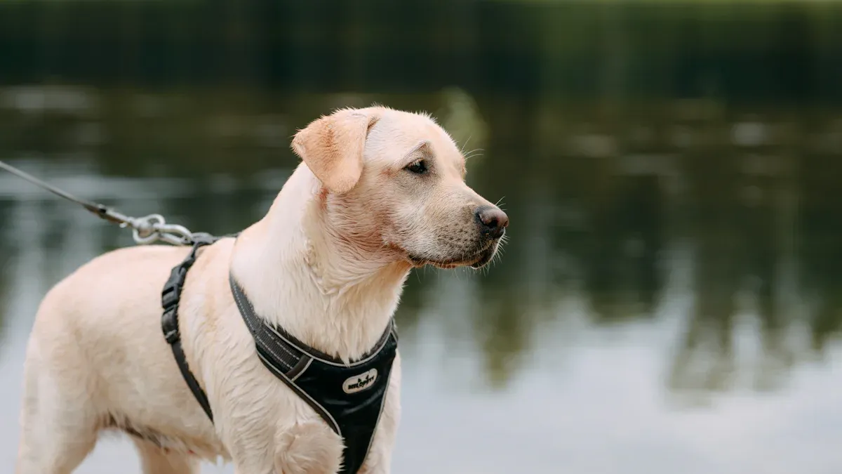 Dog harness with wide padded chest panel and balanced strap configuration