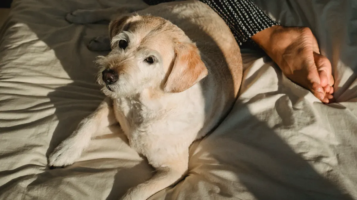 Non-surgical support product options for canine stifle joint management