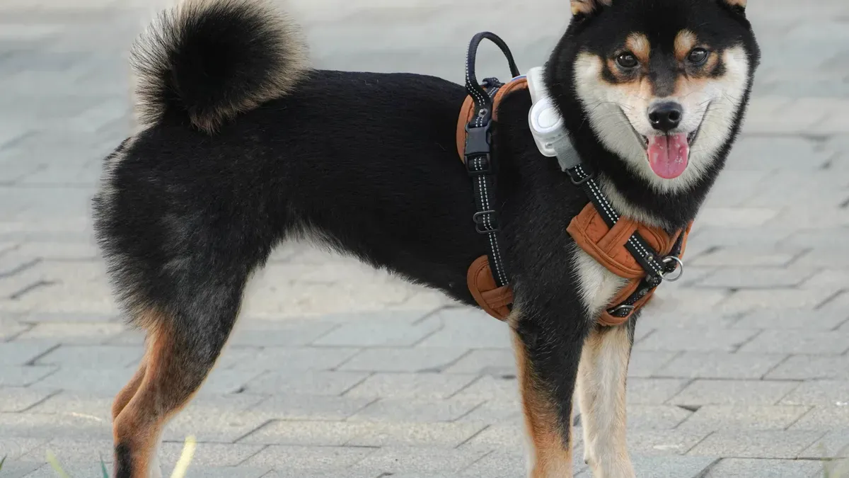 Long-body dog wearing back brace with extended rear panel coverage reaching the pelvic zone