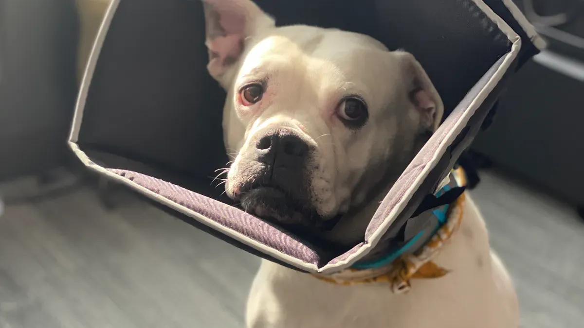 Dog resting while wearing a protective recovery device