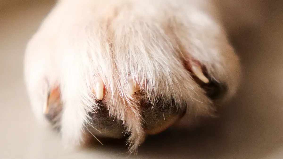 Dog leg with foot brace during walking assessment on flat surface