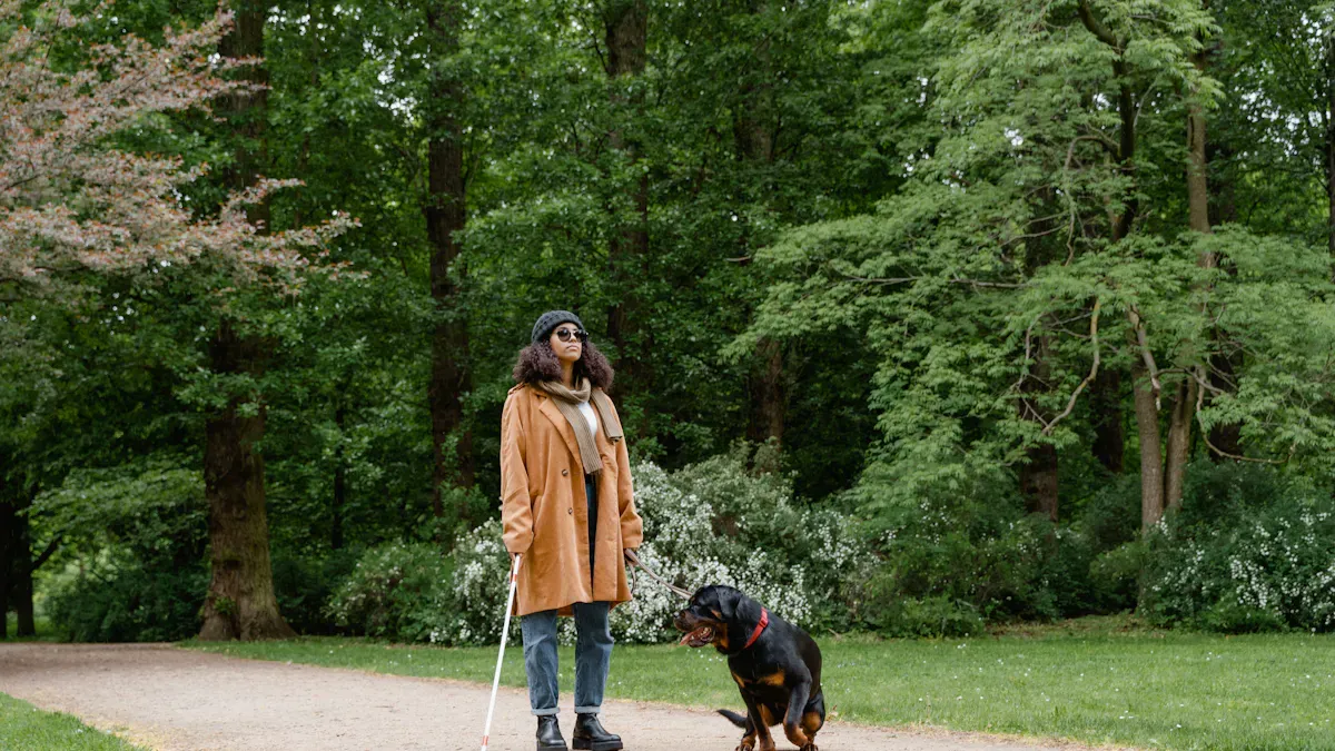 Dog walking on a short supervised leash walk for brace fit testing
