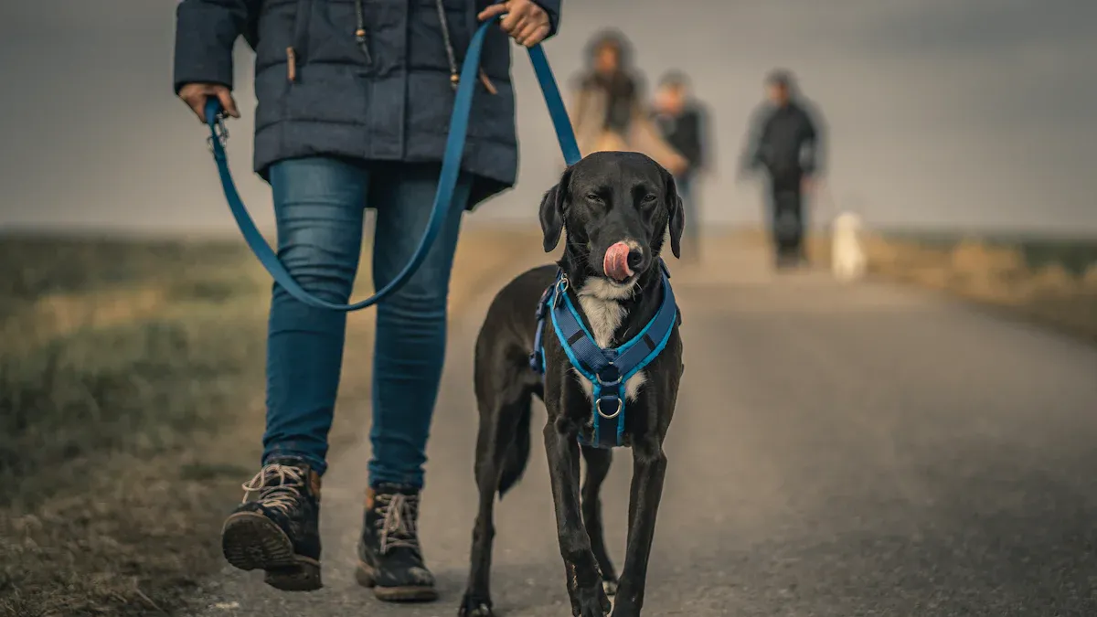 Dog wearing properly fitted hock brace during outdoor walk showing correct brace positioning