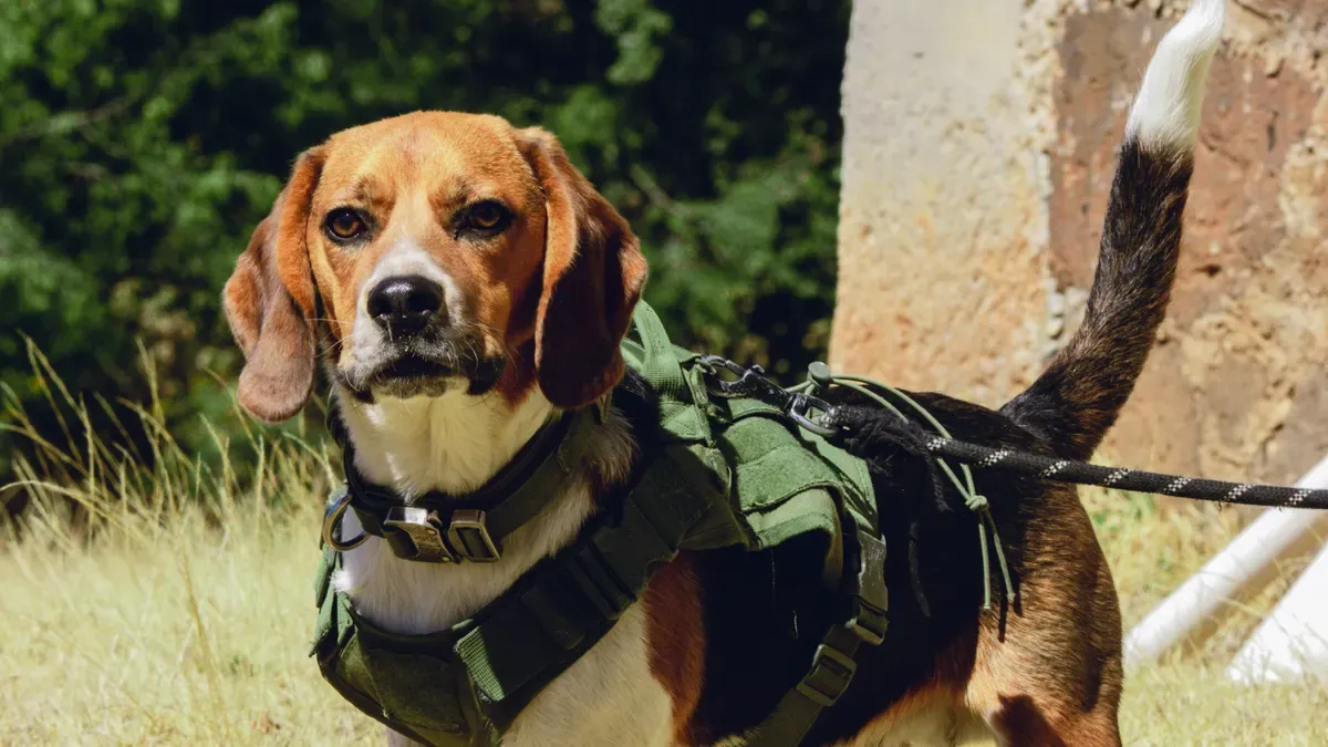 Dog elbow brace with wide padded chest anchor design