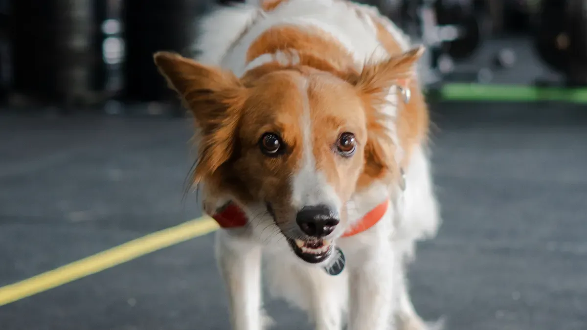 Dog being guided forward with adjustable handle lift harness on flat ground