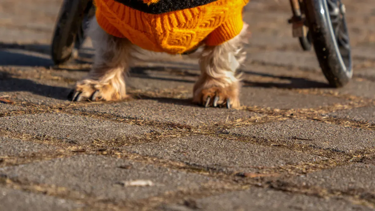 Dog wearing bilateral knee brace with structured rear anchor