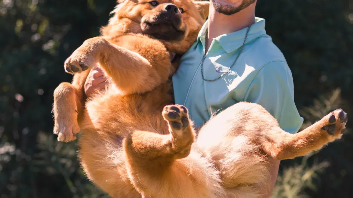 Wide padded belly panel on dog lift sling showing flat contact surface