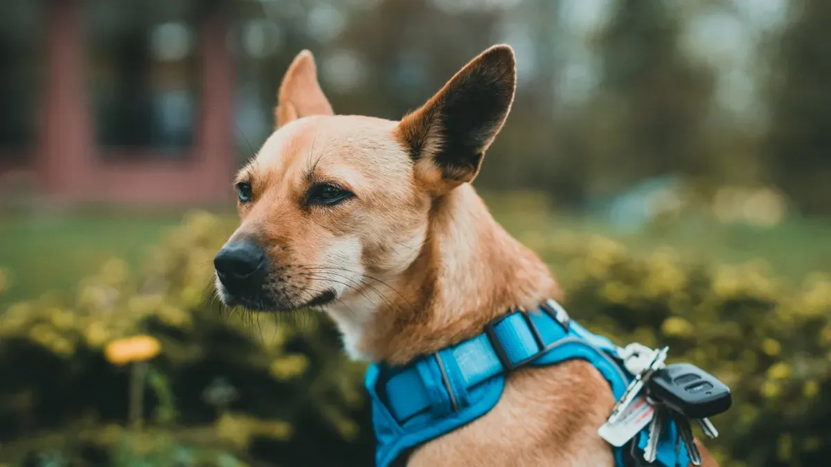 Close-up inspection of a dog mobility product sample for stitching and material quality