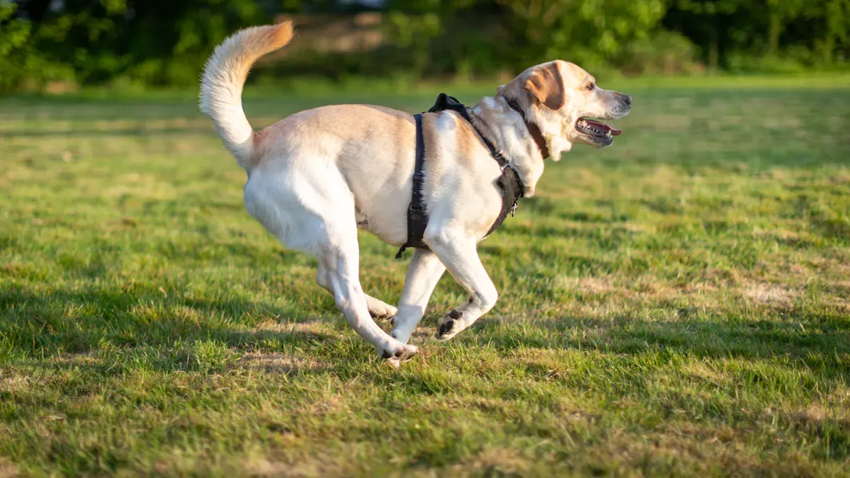 Dog walking on a short supervised trial with a knee brace