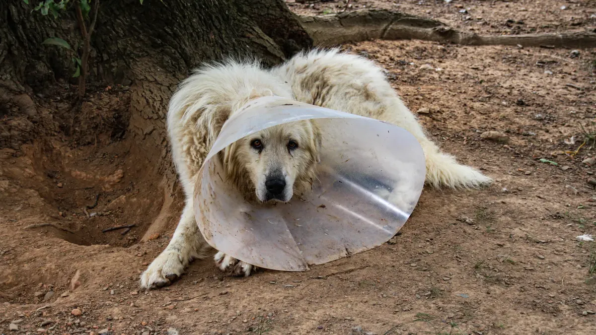 Dog wearing a protective cone collar for post-surgical wound protection
