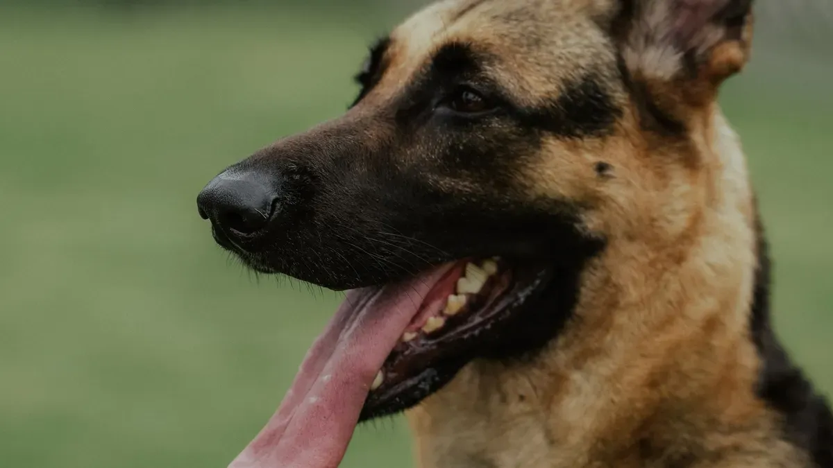 Dog resting without back brace during IVDD recovery break period
