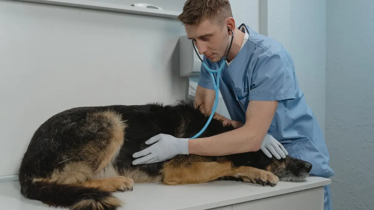 Veterinary assessment supporting case-specific carpal brace fit decisions
