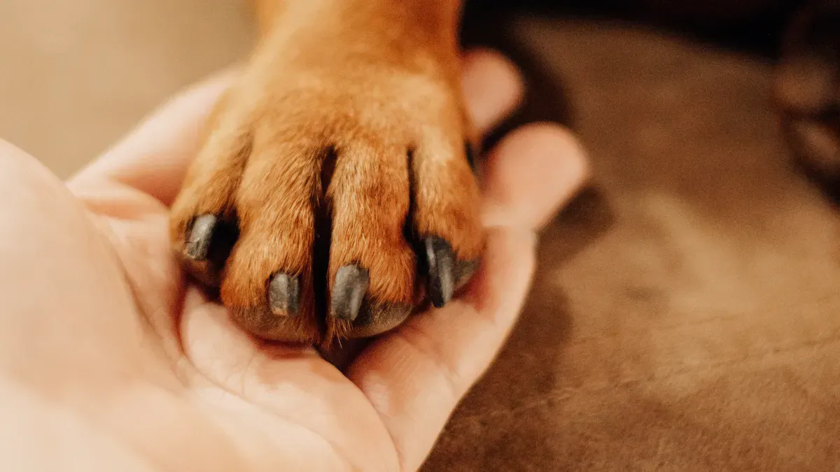 Checking skin condition on a dog leg after brace removal