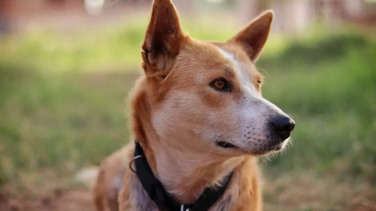 Dog resting comfortably without brace pressure at throat