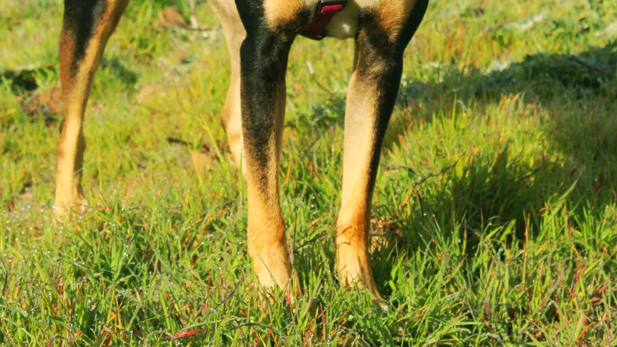 Full-body dog lift harness with front and rear handle configuration