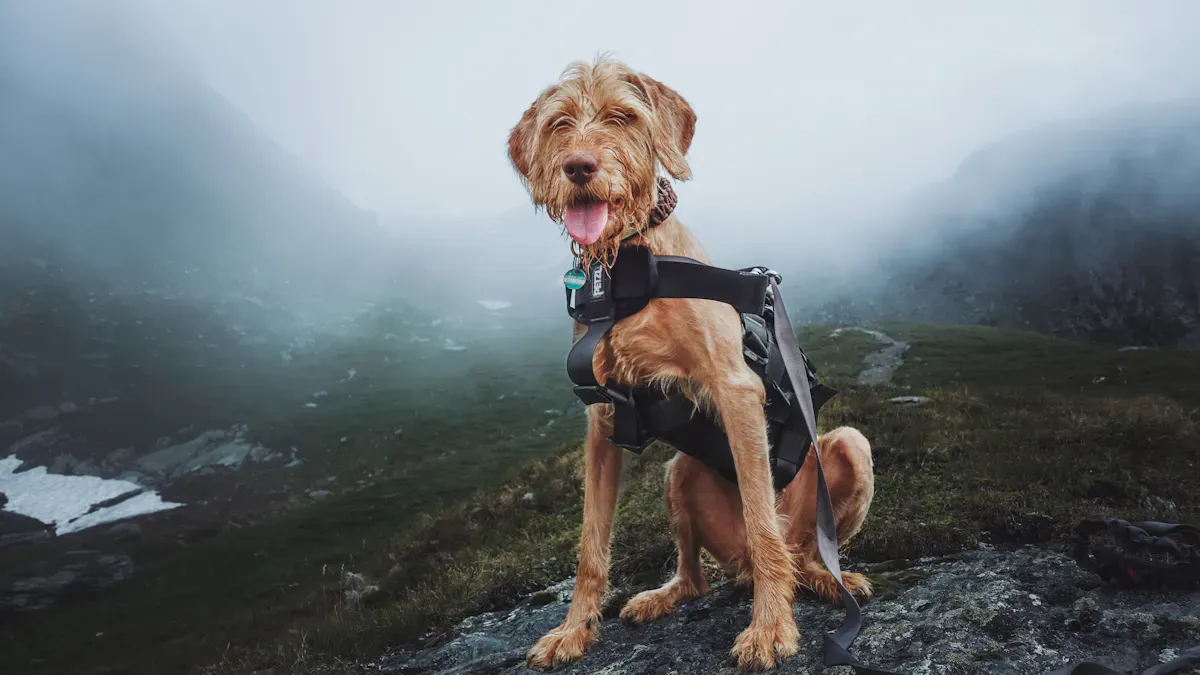 Dog leg brace design details showing strap configuration and hinge placement